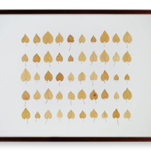 Herman de Vries, (1931), 50 x viola zum 06.09.95, 1995.