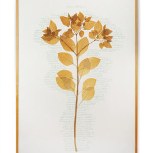 Herman de Vries, (1931), belladonna, 1999.